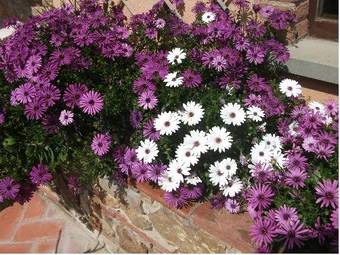 Apartamento Casa Vacanze Valdicciola