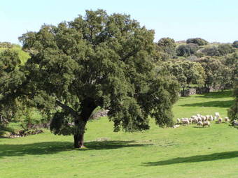 Agroturismo La Cerca Del Alcornoque
