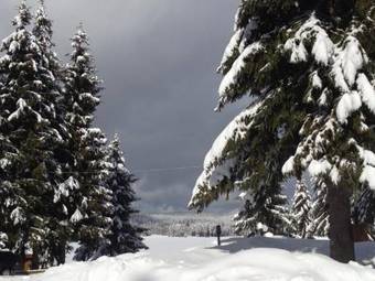 Hotel Romantica Forest Holiday Village