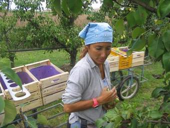 Hostal Agriturismo Fattoria Corte Roeli