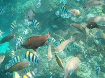 Hotel Green Island Bali Resort