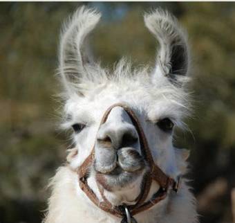 Agroturismo Alpaca Farm