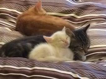 Hostal Cascina Vicentini