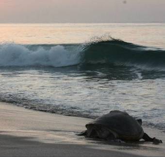 Hotel Ras Al Jinz Turtle Reserve