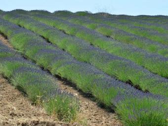 Agroturismo Holiday Home Lentisco Montalto Di Castro