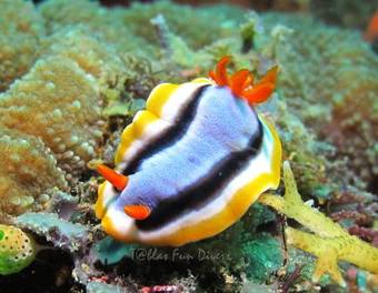 Viviendas Turisticas Binucot Beach Resort