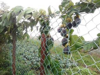 Vrindhavan Mist City