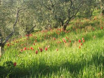 Hostal Agriturismo Il Gelso Antico