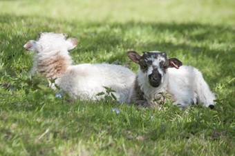 Agroturismo Godshill Park Farm House