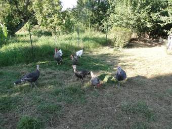 Bed & Breakfast Manoir La Haie Chapeau