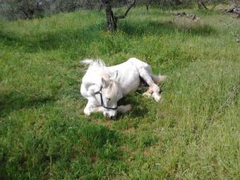 Agroturismo Agriturismo Il Cavallone