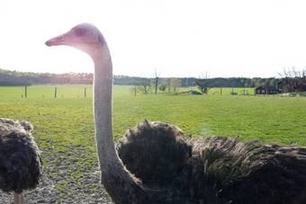 Agroturismo Rinkeby G�rd