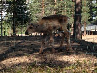 Aparthotel Huoneistohotelli Lumihovi