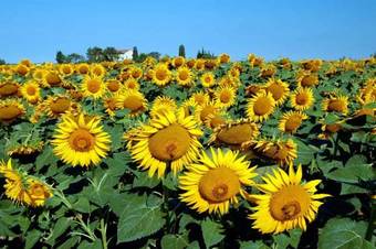 Hostal Borgo Guglielmo