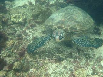 Gran Hostal Tintorera