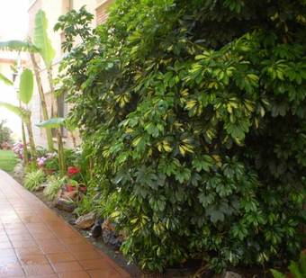 Apartamentos El Oasis