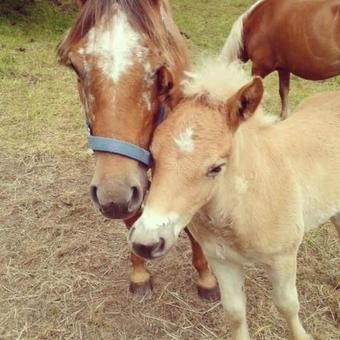 Agroturismo Agriturismo Alagna