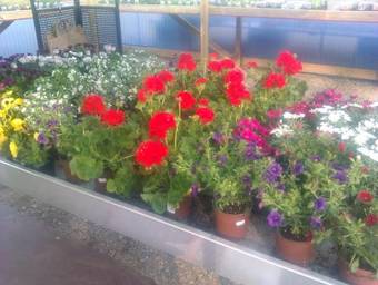 Stensholms Tr�dg�rd