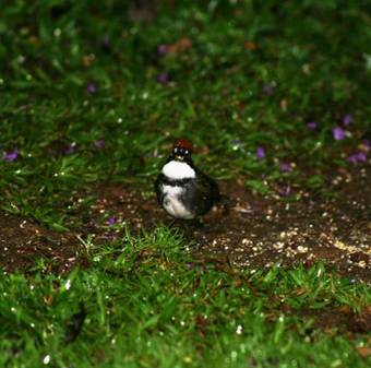 Lodge Bosque De Paz Reserva Biologica