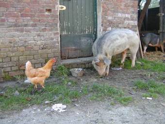 Agroturismo Farm Stay Luythoeve