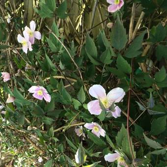 Bed & Breakfast Chambres D'h�tes Les Templiers