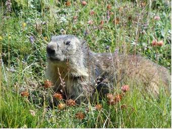 Hotel H�tel Du Glacier Des Evettes