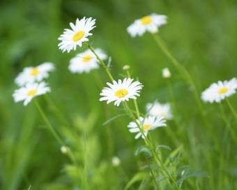 Hotel Riverside Resort