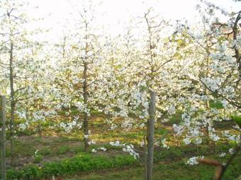 Apartamento Ferienwohnungen Auf Dem Carlshof In Jork - Altes Land