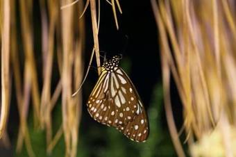 Bed & Breakfast Hula.inn