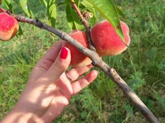 Agroturismo Agriturismo La Contea