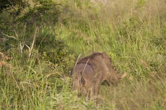 Hostal Zululand Tree Lodge