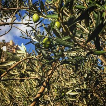 Bed & Breakfast Experience Il Paesino