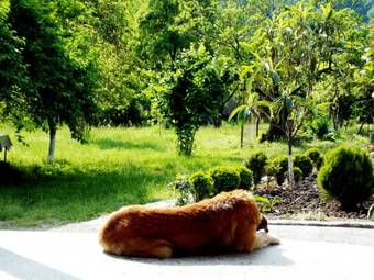 Hostal Guest House Gardenia