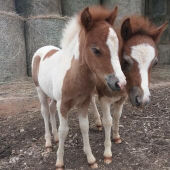 Bed & Breakfast Ranch Radin