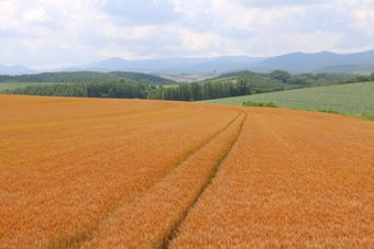 Agroturismo Cottage Clover