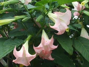 Bed & Breakfast Havenlee Homestay