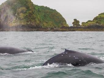 Lodge Vertientes De Pumillahue