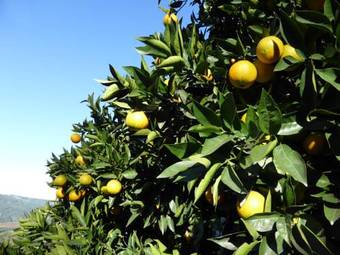 Bed & Breakfast Plano5