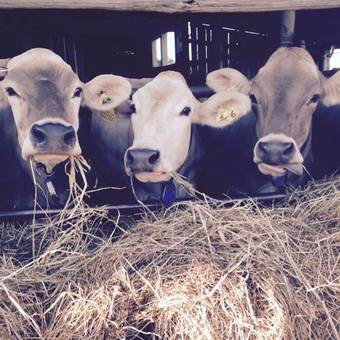 Agroturismo Agriturismo Colle Tripio