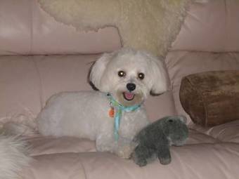 Apartamento Royal Orleans Resort Unit #107