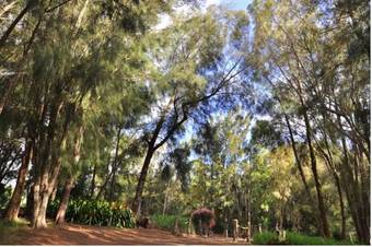 Kohala Lodge- Vacation Rental House