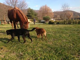 L'angelo Pellegrino Miniappartamenti