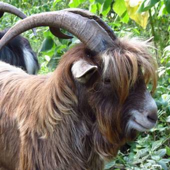 Siempre Verde. Finca Agroecotur�stica