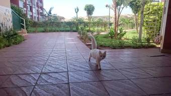 Apartamento Artistica Suite - La Siesta