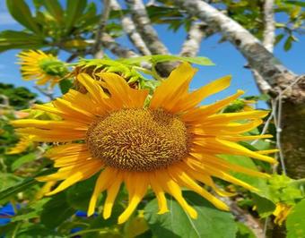 Hotel Try Palace Resort & Spa