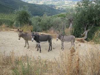 Agroturismo Forcelle Al Sole