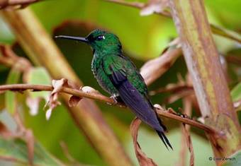 Hostal Bosque Del Tolomuco