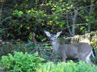 Hotel Whaleshead Beach Resort