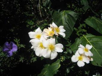 Bed & Breakfast Trafalgar B And B