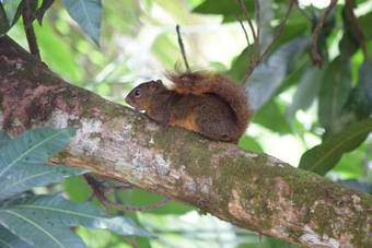 Hotel Natuga Ecolodge-villas Dominical Baru